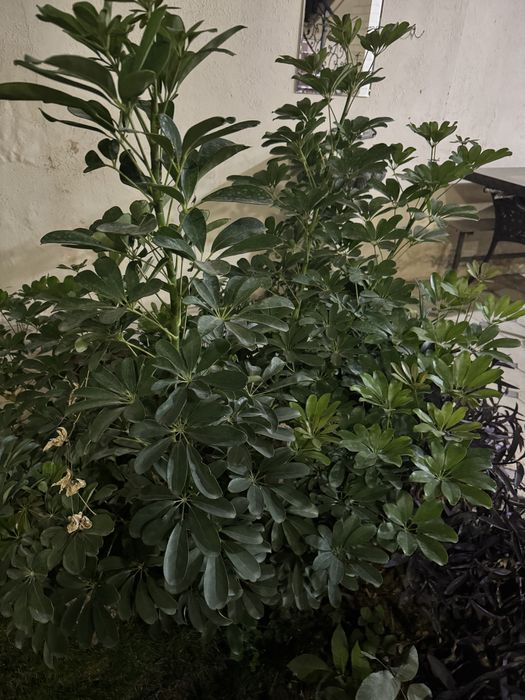 Цветок : Шеффлера