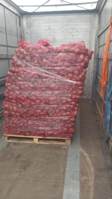 Cartof import Danemarca Polonia Germania