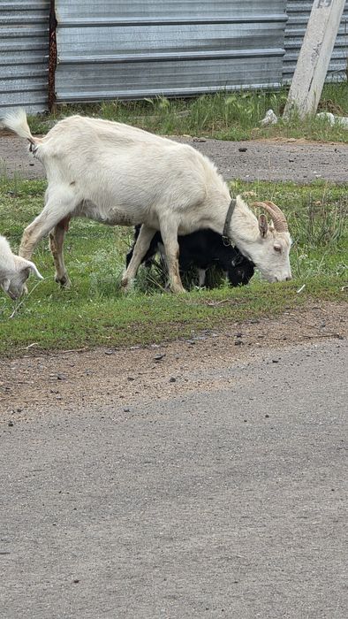Продам козу, Зааненско-альпийская