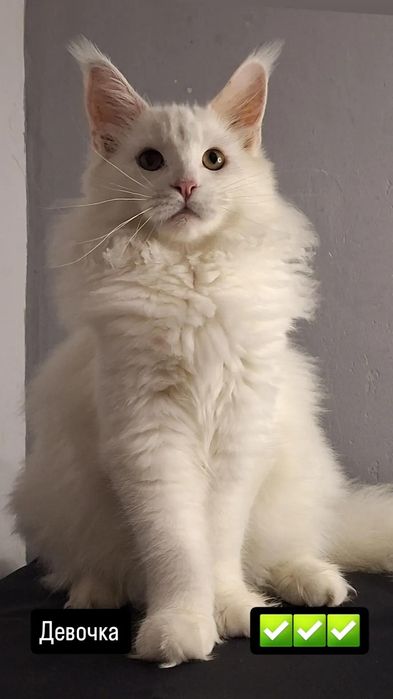 Кошечка мейн-кун из питомника