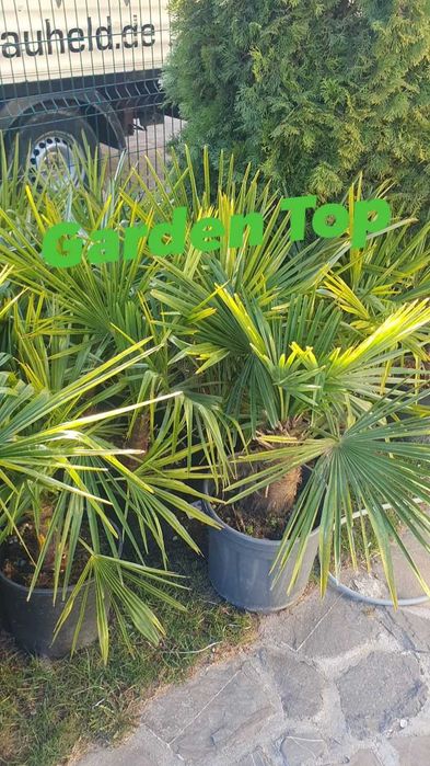 Plante ornamentale, copaci