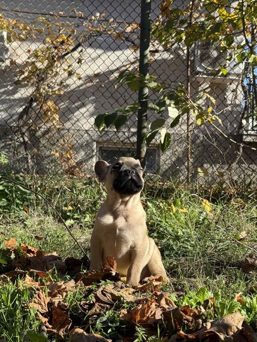 Френски болдог-Момче