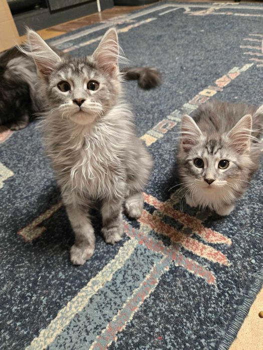 Котенца Мейн Куун