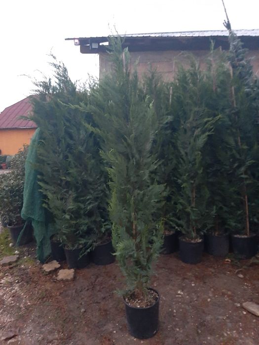 Vand mesteacăn arțar stejar tei platan frasin etc