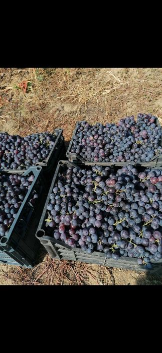 Vand struguri Hamburg la ladita