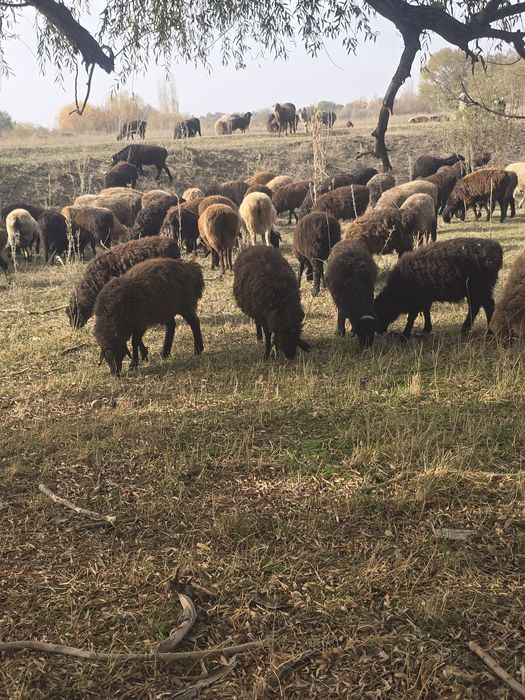 Продаются ягнята кой,токты