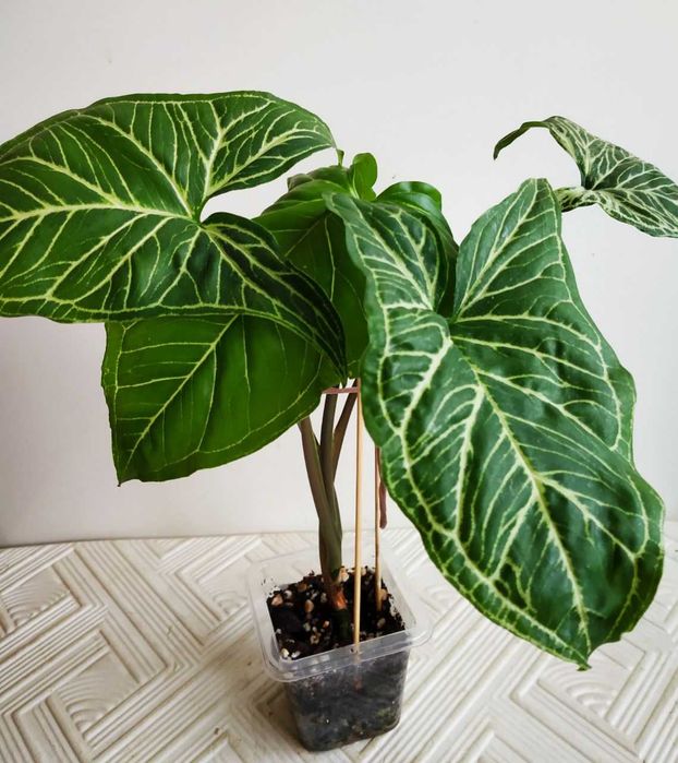 Сингониум Golden venation ( тайский ) редкий сорт