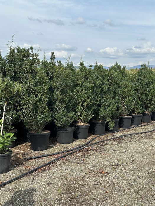 Tuia brazi mesteacan forme bosai pini tei ilex prunus eglezesc