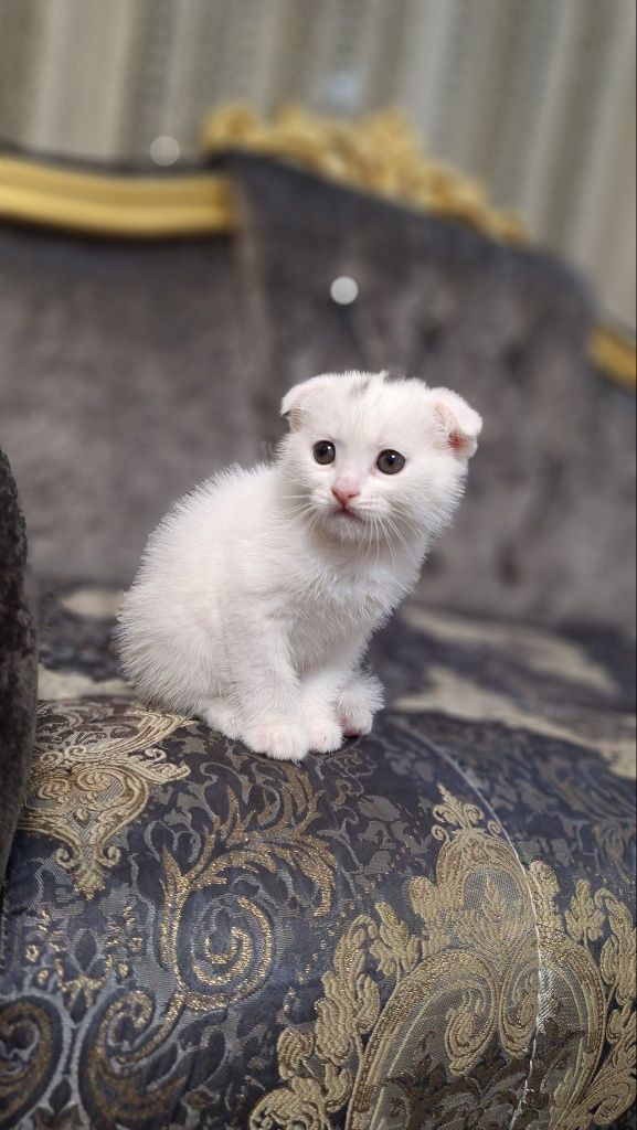 Котята (шотландский вислоухий)