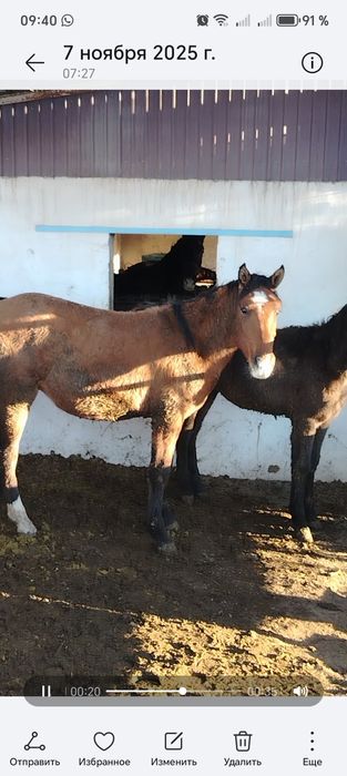 Жылкы семыз лошадь
