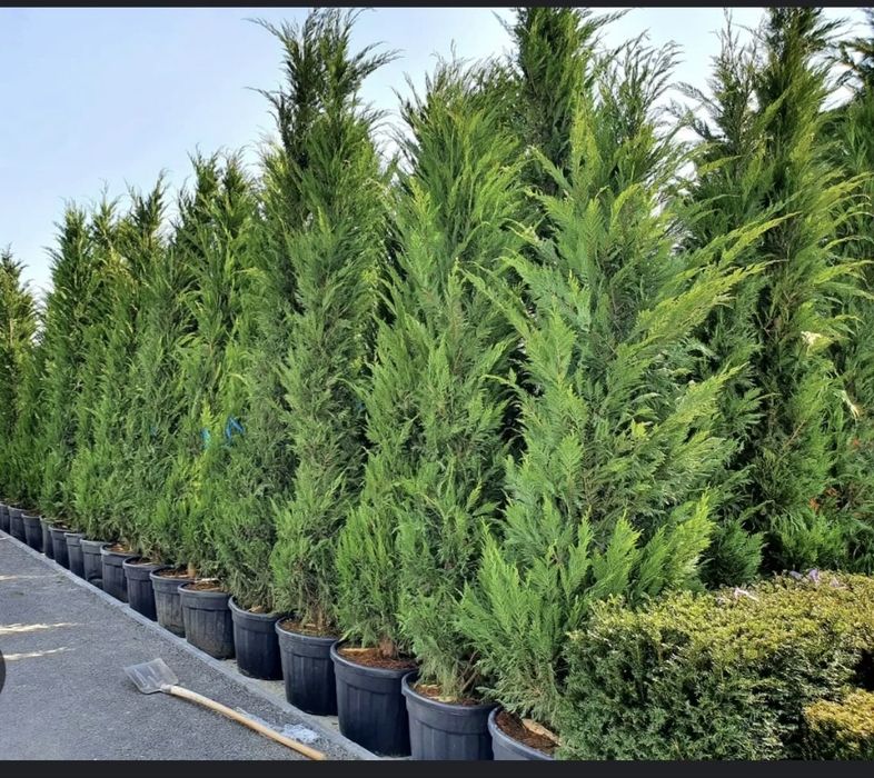 Tuia leylandii la cele mai bune oferte