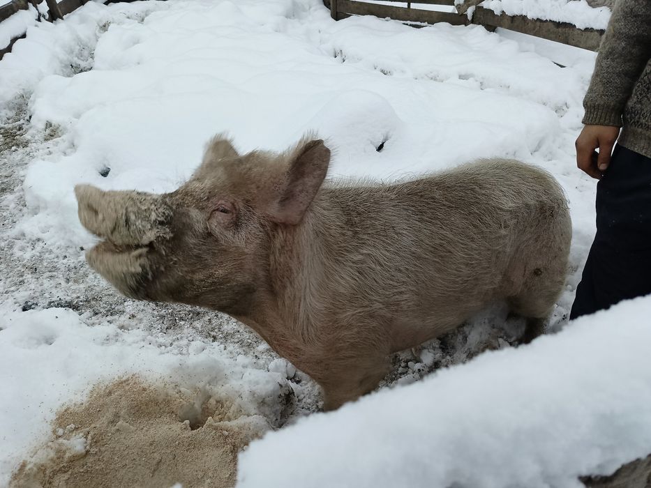 Кабан, возраст 2 года