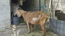 Capra stearpa de vanzare
