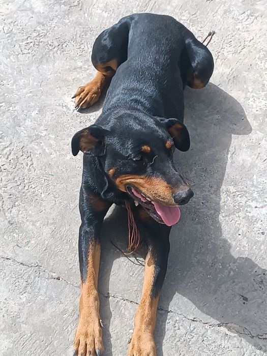 Doberman parida paslushniy sabaka