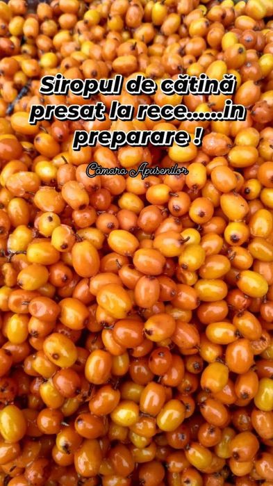 Siropuri Natural Presate la Rece: Cătină, Aronia, Coacăze negre, Afine