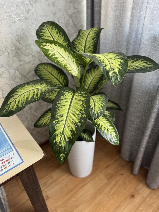 Продам цветок тропический Диффенбахия высота 1,4м