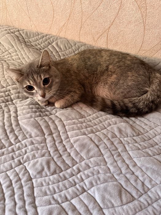Отдам кошку в хорошие руки бесплатно