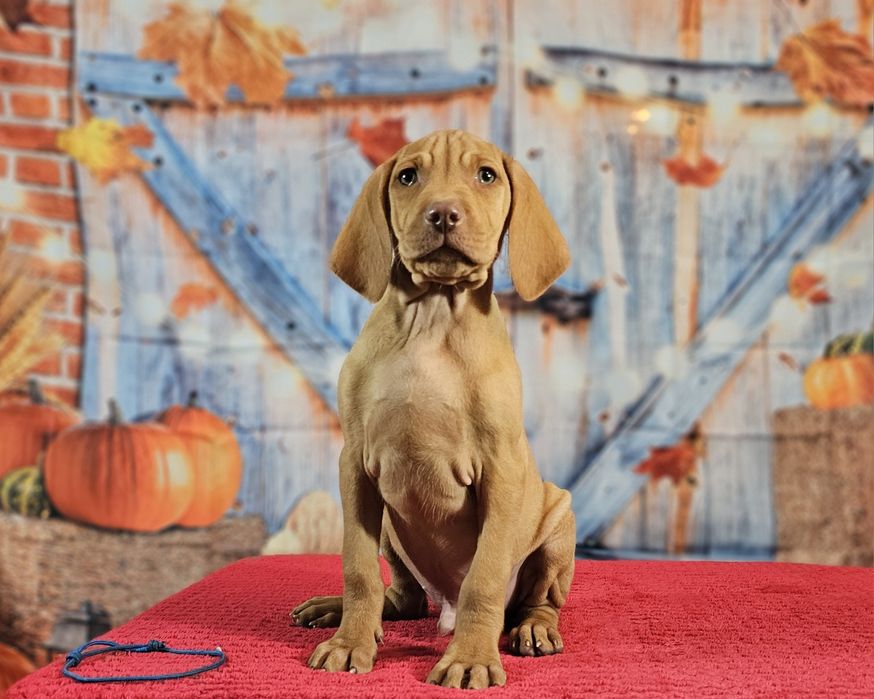 Vizsla maghiara cu pedigree