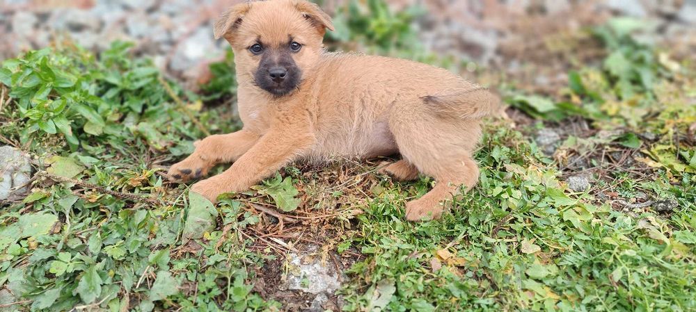Donez metis de jagdterrier de 8 săptămâni