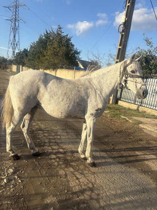 Vand cal mangalia sau schimb cu animale