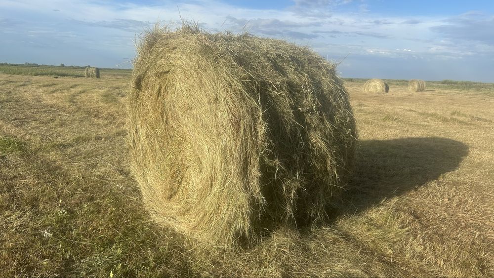 Сено отличного качества