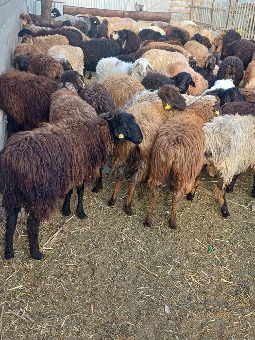 Токтылар сатылады