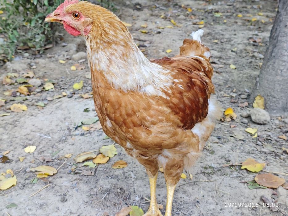 Продаётся цыплята куры и петушки