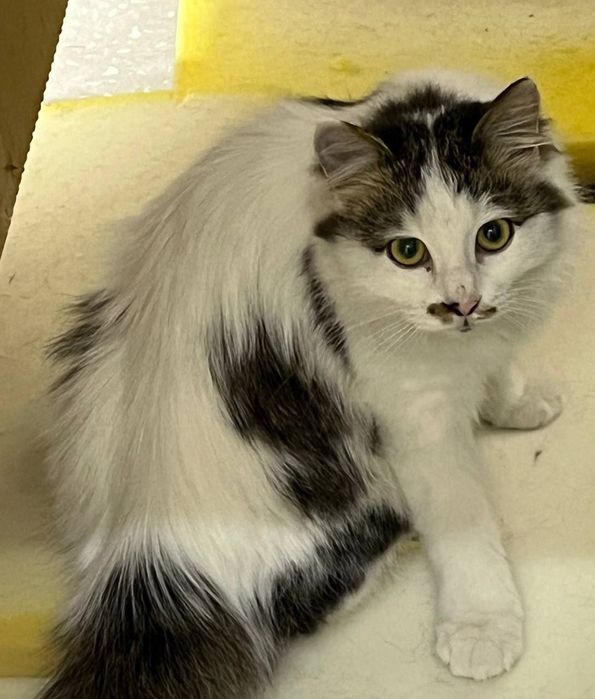 Отдаются в добрые руки мальчик и девочка