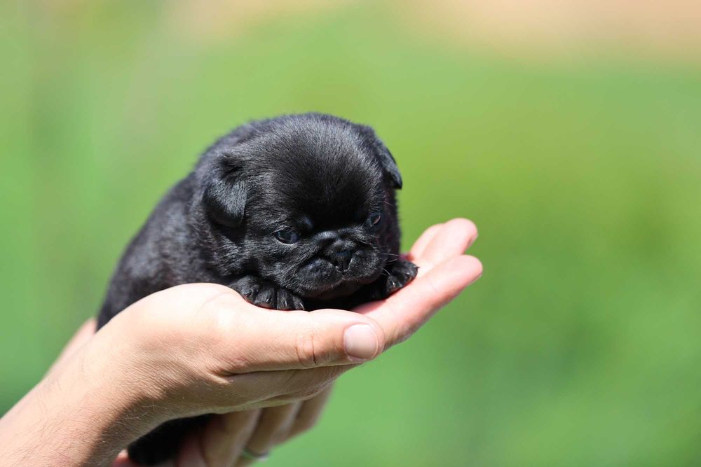 Mops pug NEGRU mascul cu pedigree canisa autorizata Dogisland