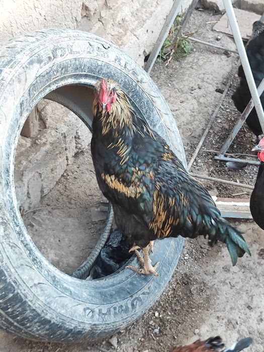 Продам Петухи молодые домашние здоровье