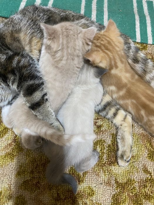 Отдам котят в добрый руки