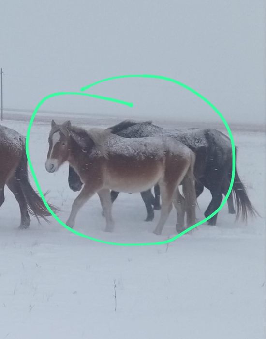 Продается тай 1,10месяцев