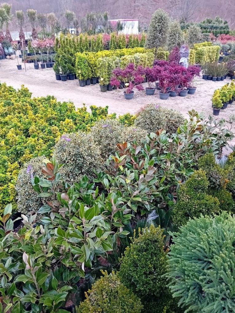 Vând plante naturale ornamentale