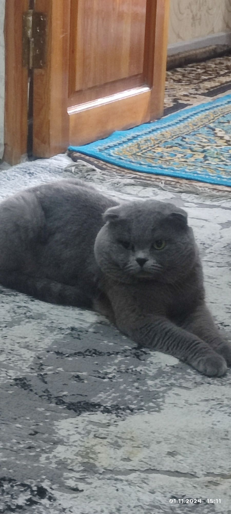 Вязка британского кота