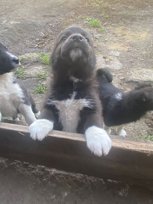 Продаю щенков Лайки