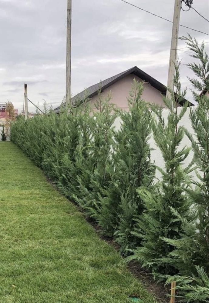 Plante ornamentale