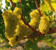 Struguri de vin productie 2022