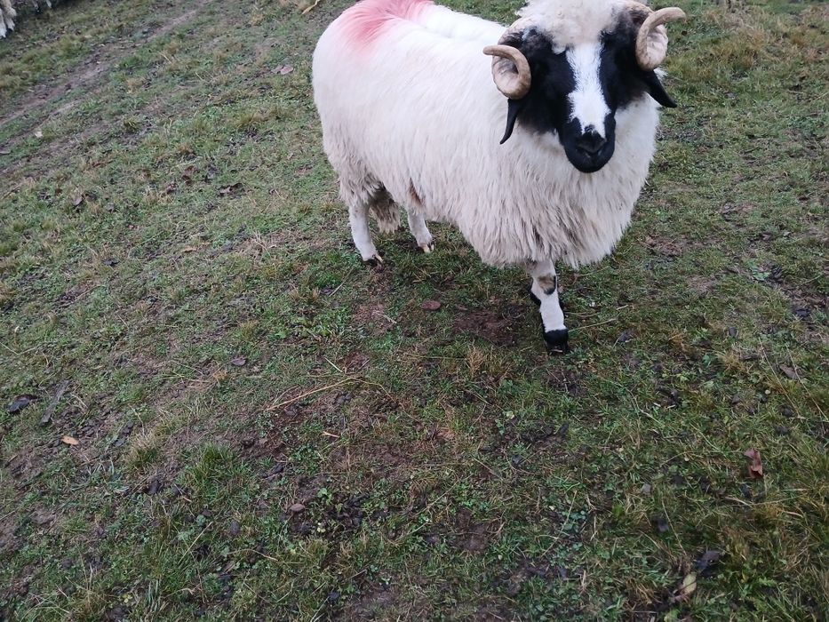 Berbecuț de vânzare