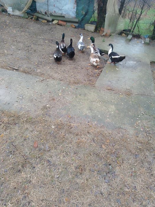 Rate românești de vânzare