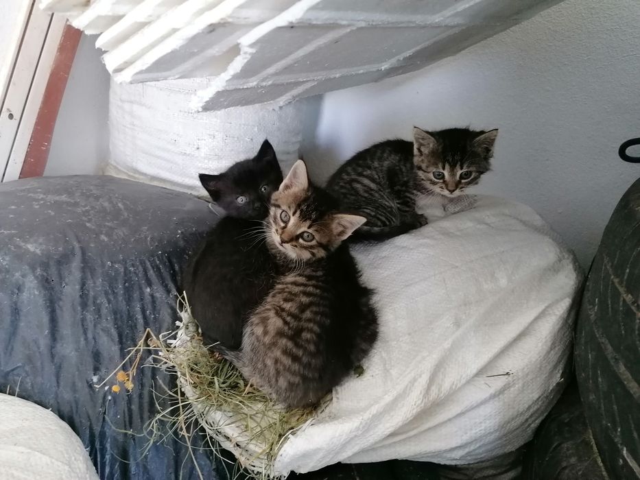 Donez 3 pisoi indigeni