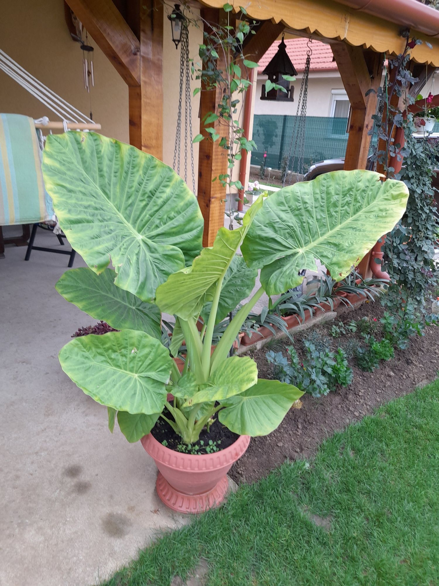 Palmier Colocasia Urechea elefantului