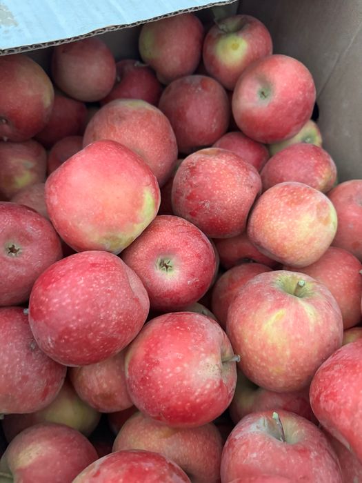 Olma sotiladi pink lediy