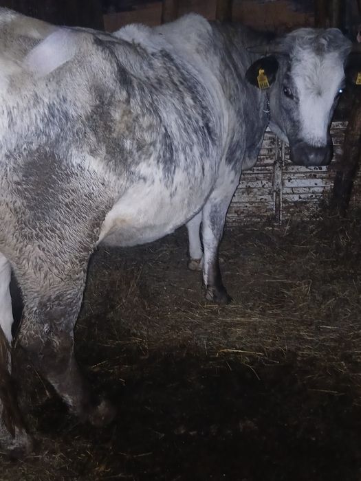 Vând junica gestanta in 6 luni.