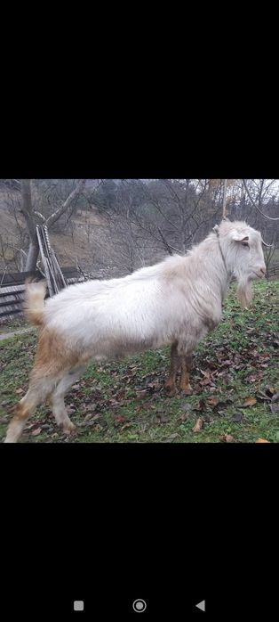 Tap Sanen Bănățean