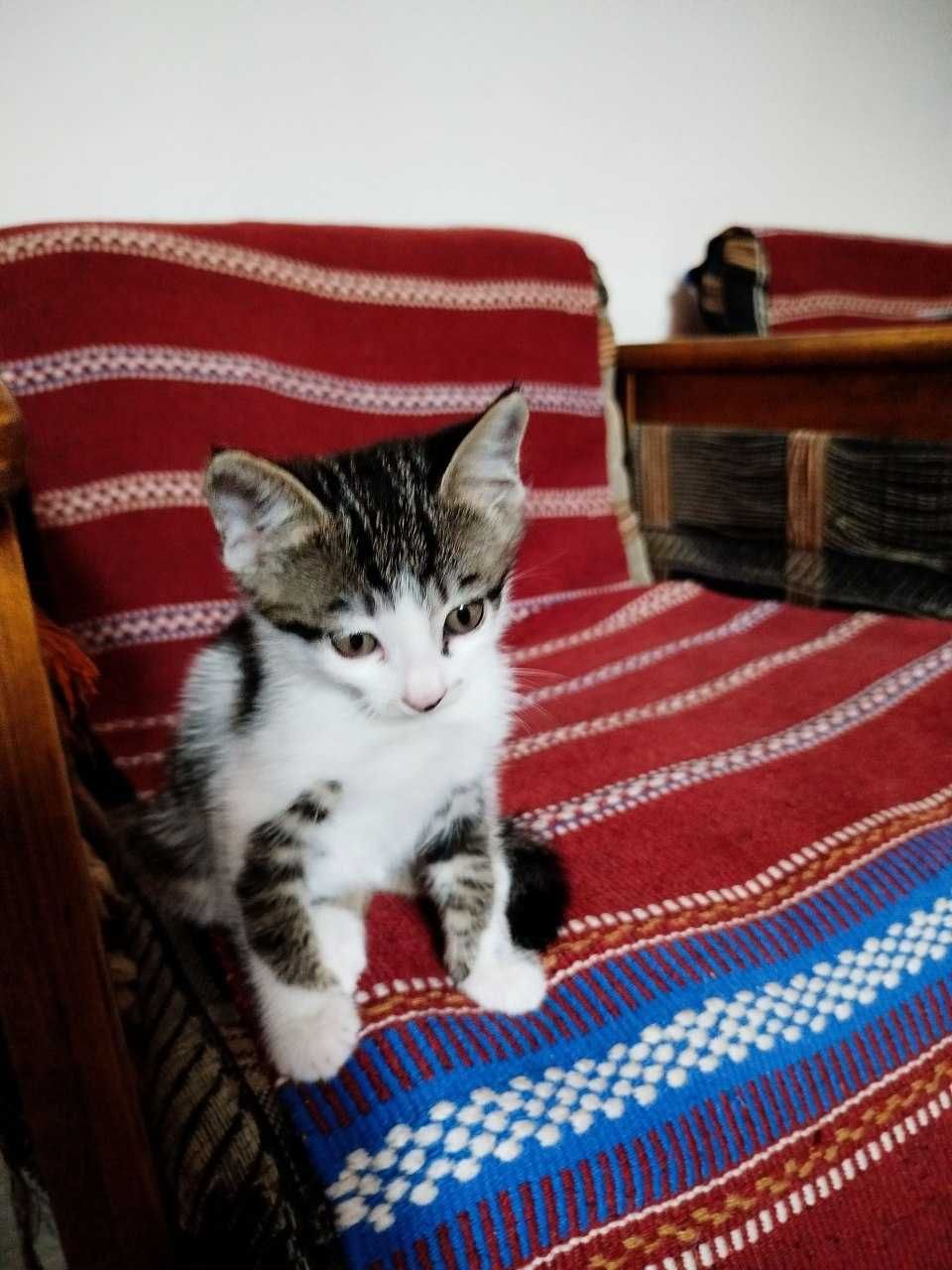 Отдам котят в хорошие руки
