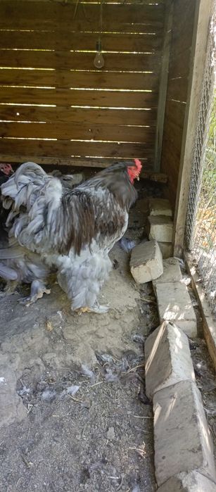 Продам птицу кохинхин
