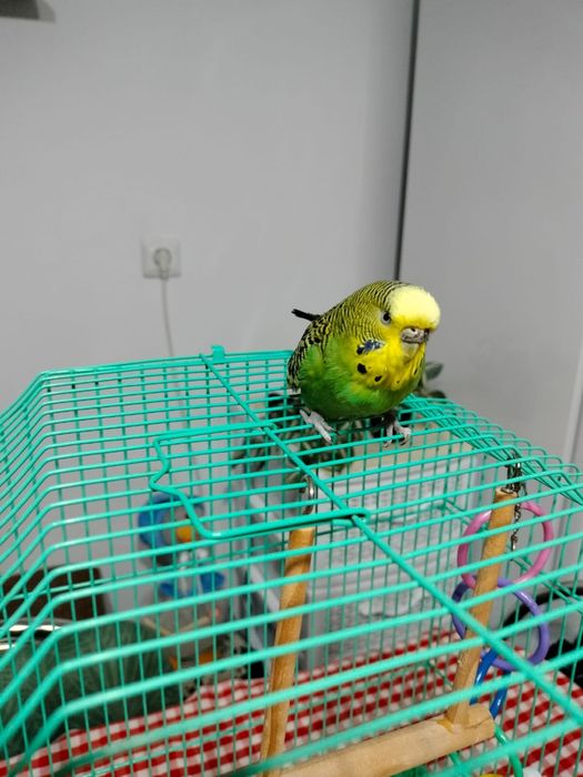 Vand peruș.          .