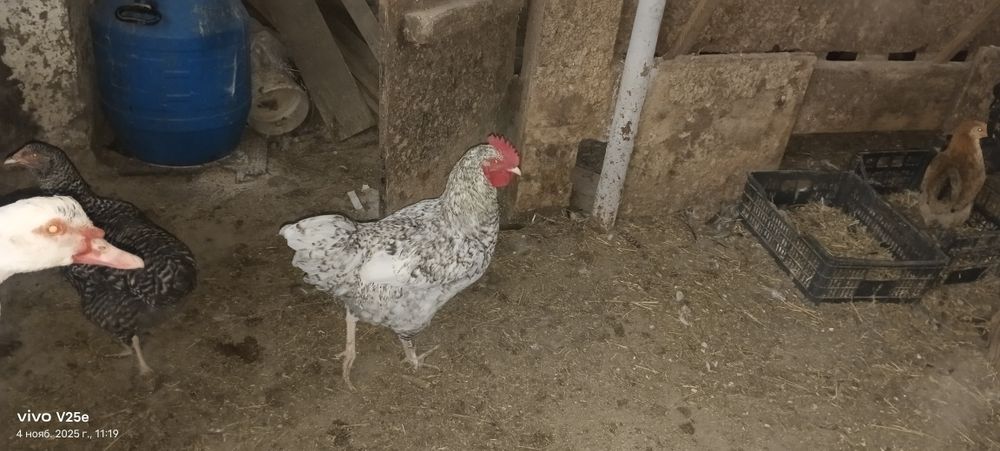 Продам петушков порода кукушка