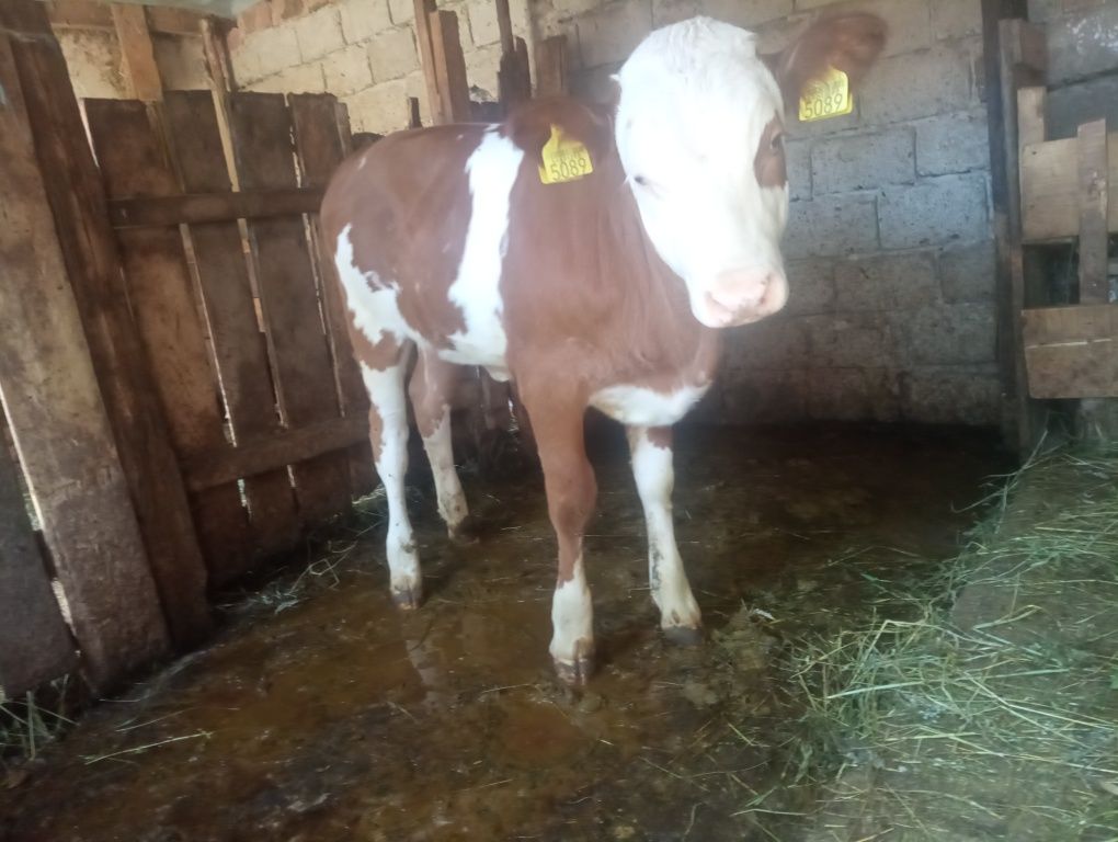 Vand vițea blandă