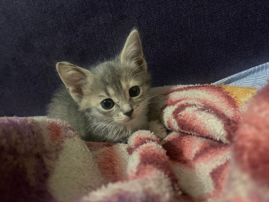 Котёнок девочка,бесплатно!